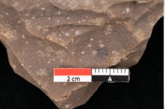 Foto (Detailsansicht) von Quercus palaeoilex Ettingshausen (NHMW-GEO-2024-0188-0794)